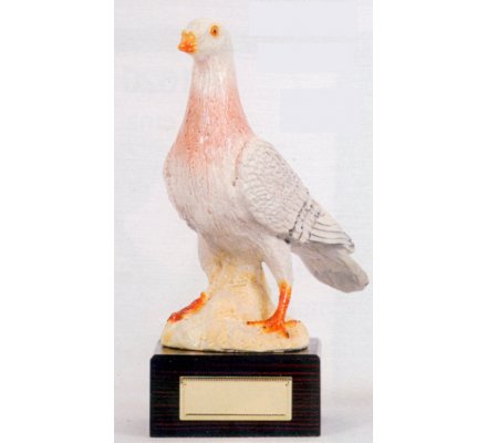 Trophée pigeon 24 cm - CR1605